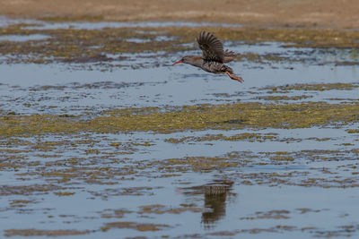 Bird flying over a water