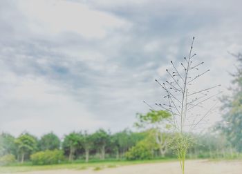 Close-up of plants growing on field against sky