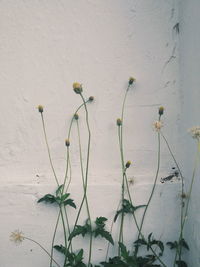 Close-up of wilted plant against wall