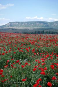 Red poppies on field against sky