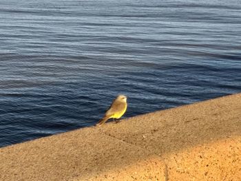 High angle view of bird perching on shore