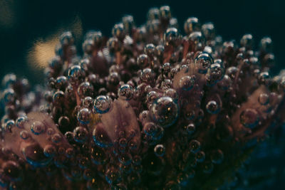underwater