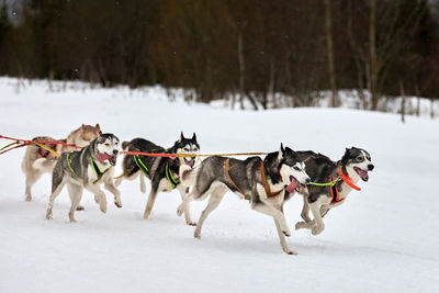 View of dogs running on snow covered land