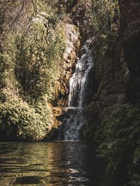 Scenic view of waterfall in forest