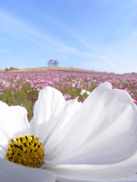 Close-up of white flowering plants against sky