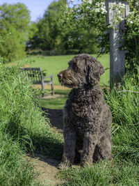 Dog looking away on field