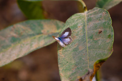 Close-up of insect on leaves