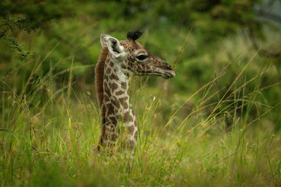 Young masai giraffe lying in tall grass