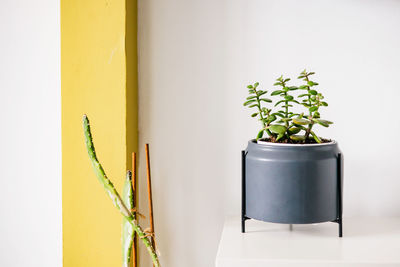 Potted plant against wall