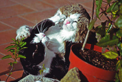 Close-up of cat on potted plant