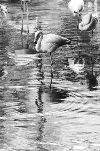 Flamingos in a lake