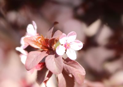 Close-up of pink cherry blossom