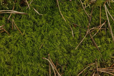 Close-up of grass