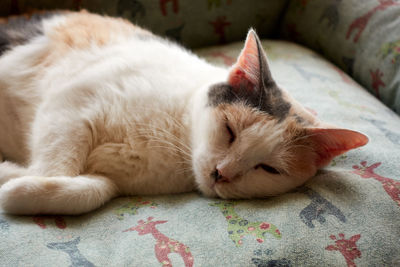 Cat sleeping on bed