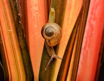 Close-up of snail on orange leaves