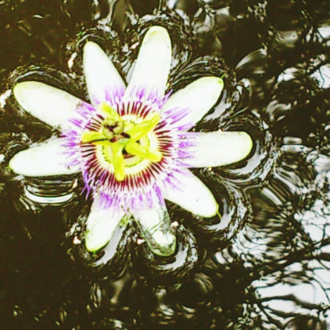 flower, petal, freshness, fragility, flower head, water, purple, water lily, beauty in nature, single flower, high angle view, close-up, floating on water, nature, pollen, growth, blue, pond, indoors, reflection