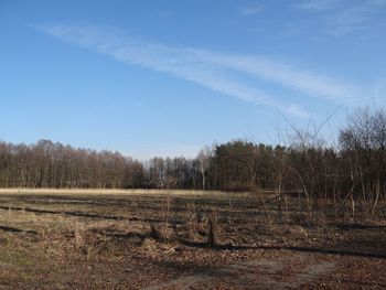 Trees on field against sky