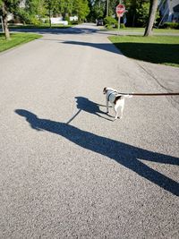 Dog on street