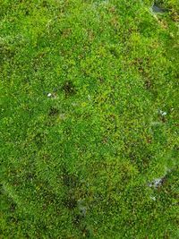 Full frame shot of grass on land