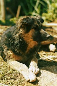 Close-up of an animal sitting on land