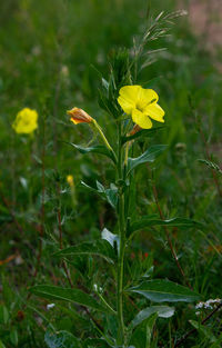 Close-up of yellow flowering plant on field