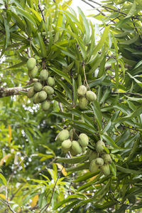 Close-up of fruits growing on tree