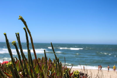 Close-up of plants against sea