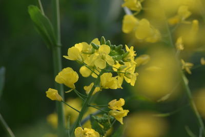 Close-up of yellow flower