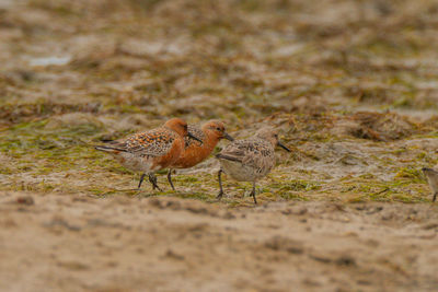 Close-up of birds on land