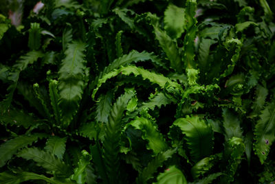 Full frame shot of plants