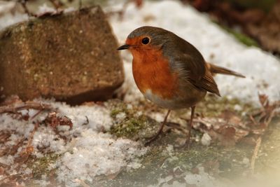 Close-up of bird perching on ground