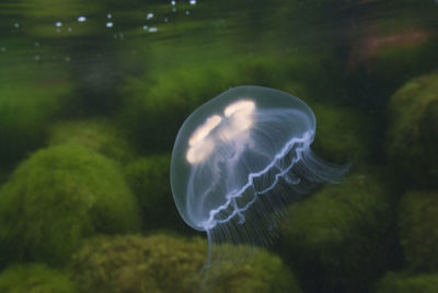 Jellyfish in sea water