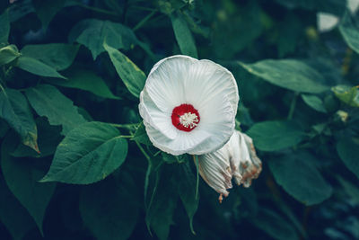 Close-up of white flower outdoors