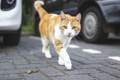 Cat lying down on street