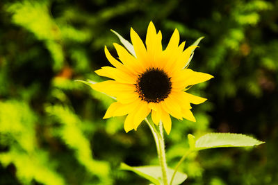 Close-up of yellow flower