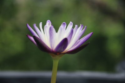 Close-up of purple flower