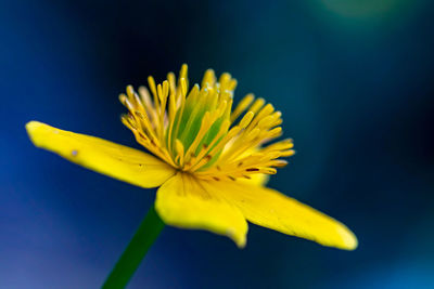 Flower outside in nature