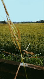 Close-up of crop in field against clear sky