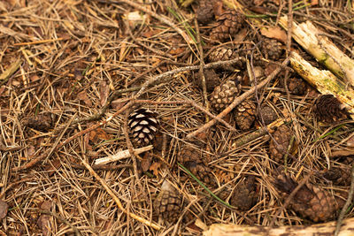 High angle view of pine cone on field