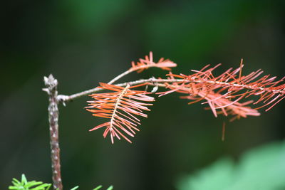 Close-up of plant against blurred background