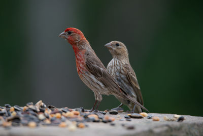 Close-up of birds on rock with seeds