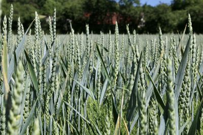 Close-up of stalks in field