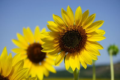 Close-up of sunflower