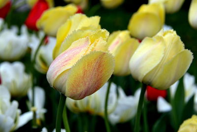 Close-up of yellow tulips blooming outdoors