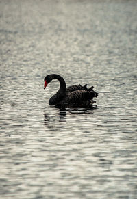 Swan swimming in lake