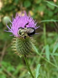 Close-up of honey bee on thistle