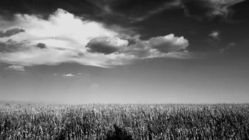 Scenic view of field against sky