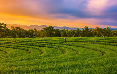 Scenic view of agricultural field against sky during sunset