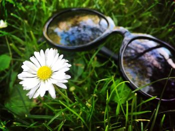 Close-up of white daisy flowers