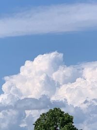 Low angle view of trees against sky